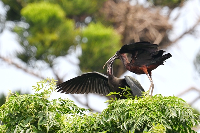 彩䴉」在台灣台南市首見育雛有可能成為台灣「鳥類新住民